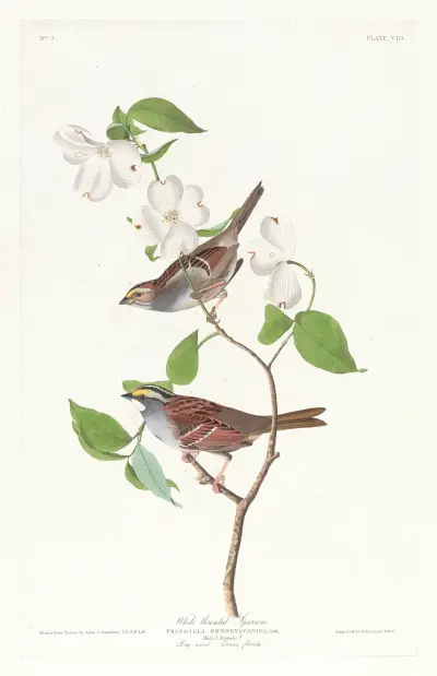 White throated sparrow av John James Audubon