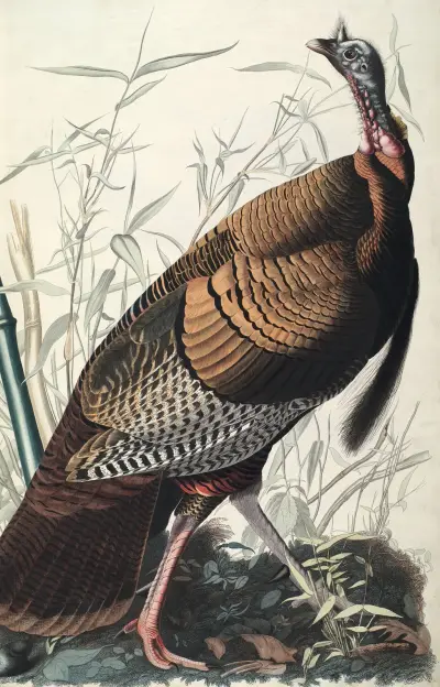 Divoký krocan, 1827 – Nr. 2, John James Audubon