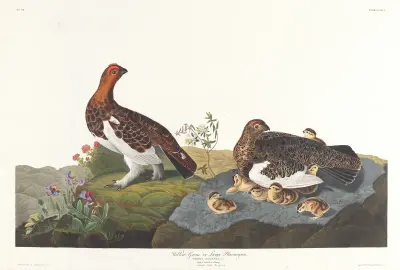 Willow grous or large ptarmigan av John James Audubon