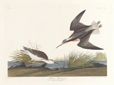 Wilsons Wassertreter von John James Audubon