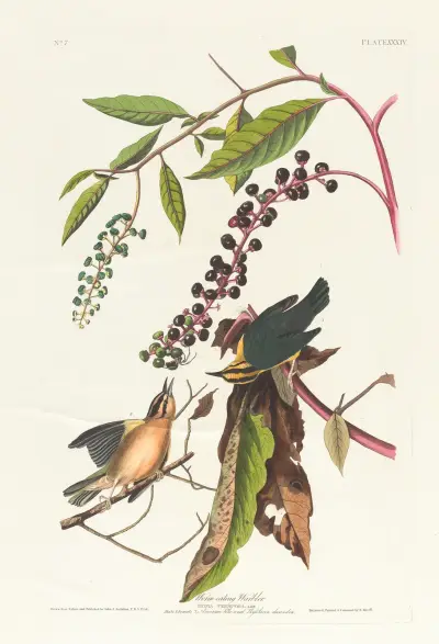 Wurmfressender Sänger von John James Audubon