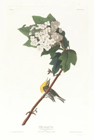 Yellow-throated vireo av John James Audubon