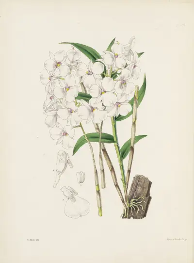 Bearded-lipped Dendrobium (Dendrobium barbatulum) av James Bateman