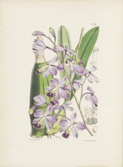 Krásná varieta dvoubarevné Epidendrum (Epidendrum dichromum), James Bateman