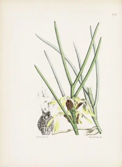 Luisie s květy připomínajícími motýly (Luisia psyche), James Bateman
