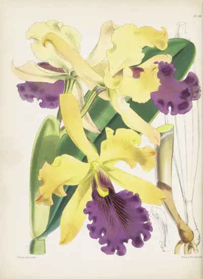 Captain Dow’s Cattleya (Cattleya dowiana) av James Bateman