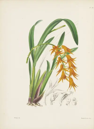 Ada s hluboce oranžovými květy (Ada aurantiaca), James Bateman
