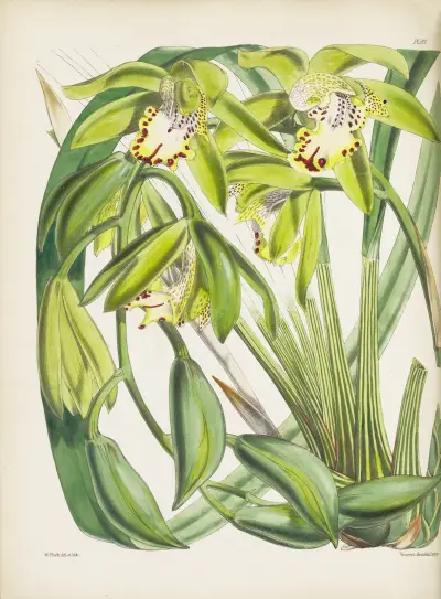 Dr. Hooker’s Cymbidium (Cymbidium hookerianum) av James Bateman