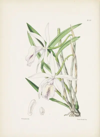 Dr. Lindley’s Cattleya (Cattleya lindleyana) av James Bateman