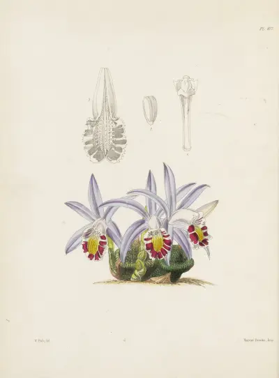 Flask-shaped Coelogyne (Coelogyne lagenaria) av James Bateman
