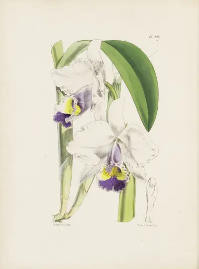 Four-coloured Cattleya (Cattleya quadricolor) av James Bateman