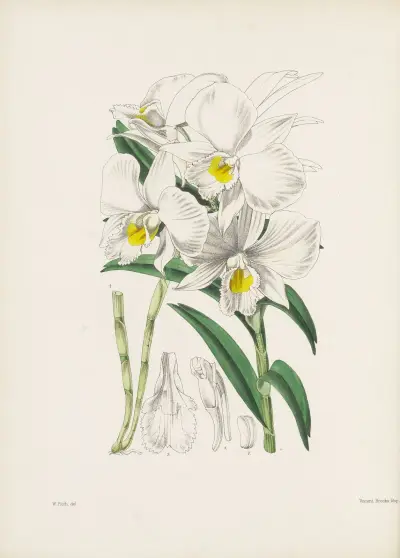 Dendrobium infundibulum, James Bateman