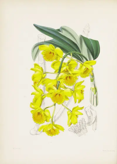 Golden-arched Dendrobium (Dendrobium chrysotoxum) av James Bateman