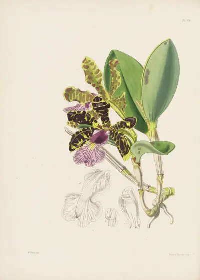Lady Acland’s Cattleya (Cattleya aclandiae) av James Bateman