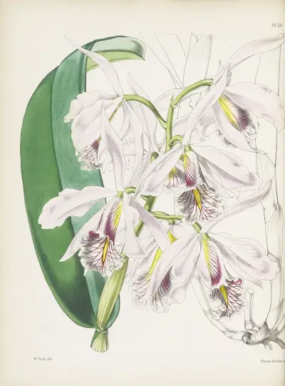 Největší katleja (Cattleya maxima), James Bateman