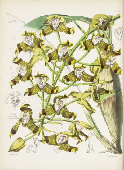 Mr. Ellis’s Grammatophyllum (Grammatophyllum ellisii) av James Bateman