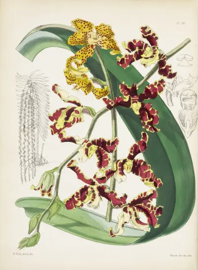 Renanthera pana Lowova (Renanthera lowii), James Bateman