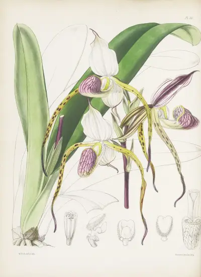 Mr. Stone's Cypripedium (Cypripedium stonei), James Bateman