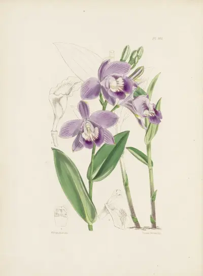 Mr. Williams’s Epistephium (Epistephium williamsii) av James Bateman