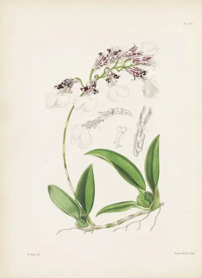Burlingtonia decora, 1867, James Bateman