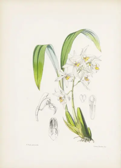Ochre-spotted Coelogyne (Coelogyne ochracea) av James Bateman