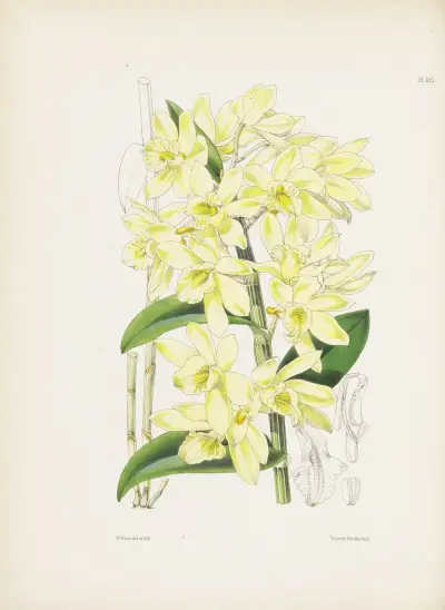 Pale yellowish-flowered Dendrobium (Dendrobium luteolum) av James Bateman