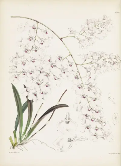 Lonopsis paniculata, James Bateman