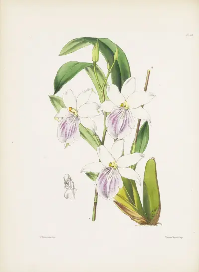 Regnellova Miltonie (Miltonia regnelli), James Bateman
