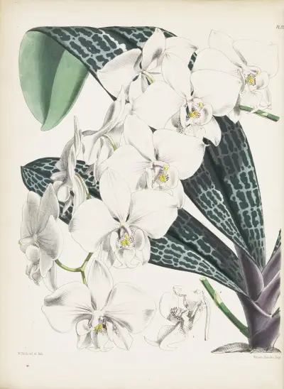 Schiller’s Phalaenopsis (Phalaenopsis schilleriana) av James Bateman