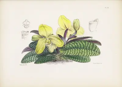Self-coloured Lady’s-slipper (Cypripedium concolor) av James Bateman