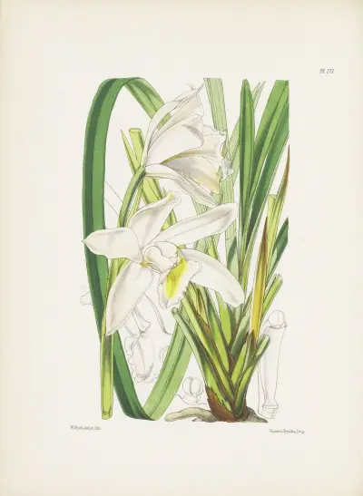 Běloskvoucí cymbidium (Cymbidium eburneum), James Bateman