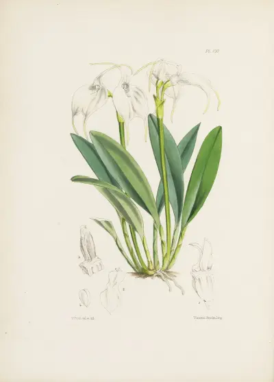 Masdevallia z Tovaru (Masdevallia tovarensis), James Bateman