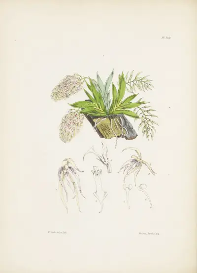 Dvoubarevná Notylia (Notylia bicolor), James Bateman
