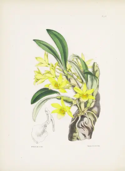 Bělovlasá dendrobium (Dendrobium senile), James Bateman
