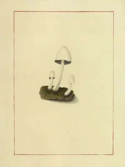 Icons fungorum circa Halifax sponte Nascentium Pl.055 av James Bolton
