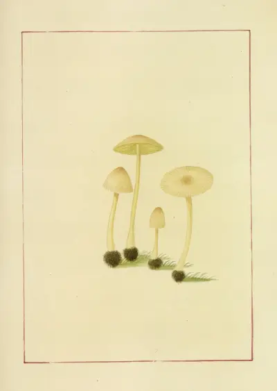 Icons fungorum circa Halifax sponte Nascentium Pl.056 av James Bolton