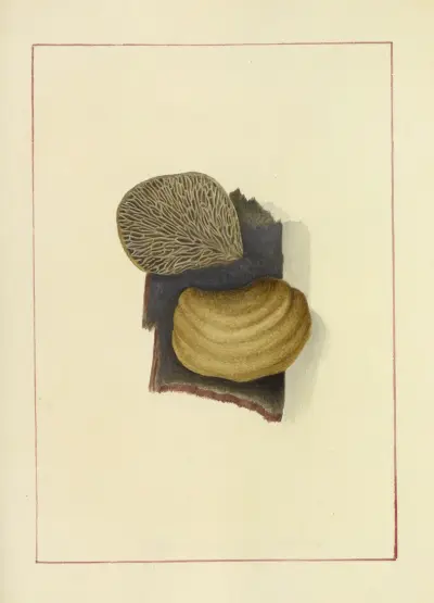 Icons fungorum circa Halifax sponte Nascentium Pl.058 av James Bolton