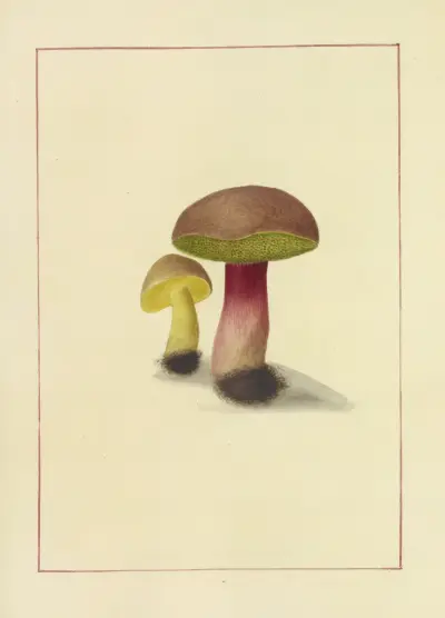 Icons fungorum circa Halifax sponte Nascentium Pl.062 av James Bolton