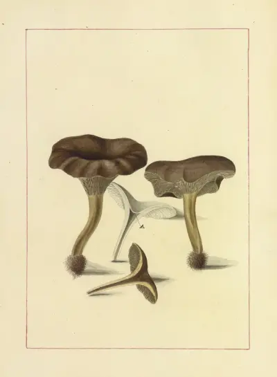 Icons fungorum circa Halifax sponte Nascentium Pl.086 av James Bolton