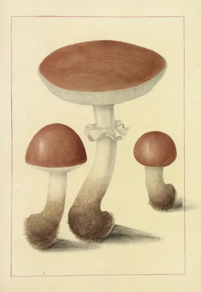 Icons fungorum circa Halifax sponte Nascentium Pl.095 av James Bolton