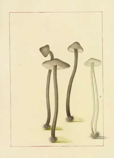 Icons fungorum circa Halifax sponte Nascentium Pl.104 av James Bolton