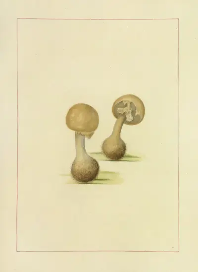 Icons fungorum circa Halifax sponte Nascentium Pl.111 av James Bolton