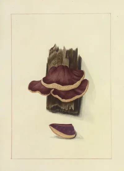 Icons fungorum circa Halifax sponte Nascentium Pl.114 av James Bolton