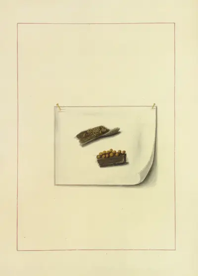 Icons fungorum circa Halifax sponte Nascentium Pl.126 av James Bolton