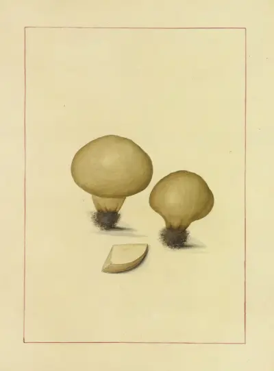 Icons fungorum circa Halifax sponte Nascentium Pl.128 av James Bolton