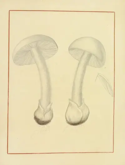 Icons fungorum circa Halifax sponte Nascentium Pl.146 av James Bolton