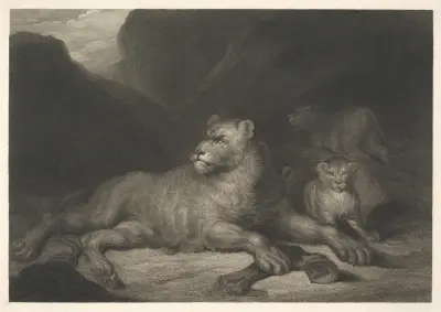 Lioness av James Northcote