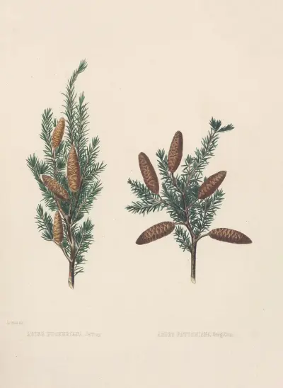 Abies hookeriana, Abies pattoniana av Edward James Ravenscroft