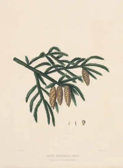 Abies orientalis av Edward James Ravenscroft