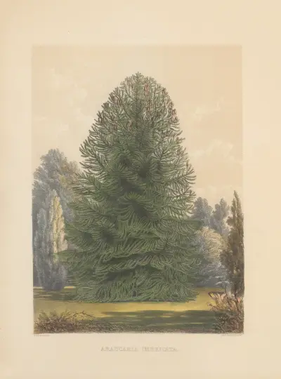 Araucaria imbricata, 1884 – nr 2 av Edward James Ravenscroft